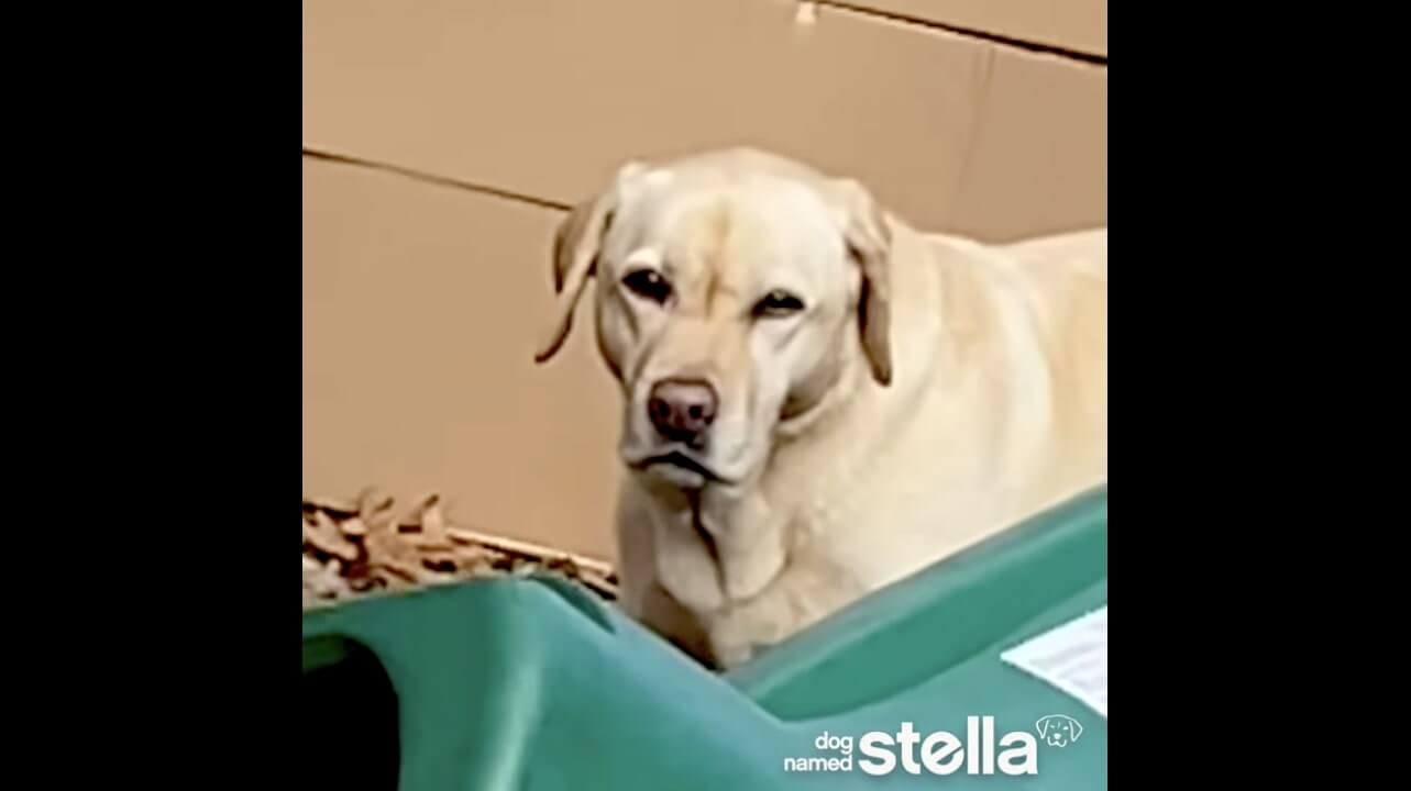 ラブラドールレトリーバー,動画