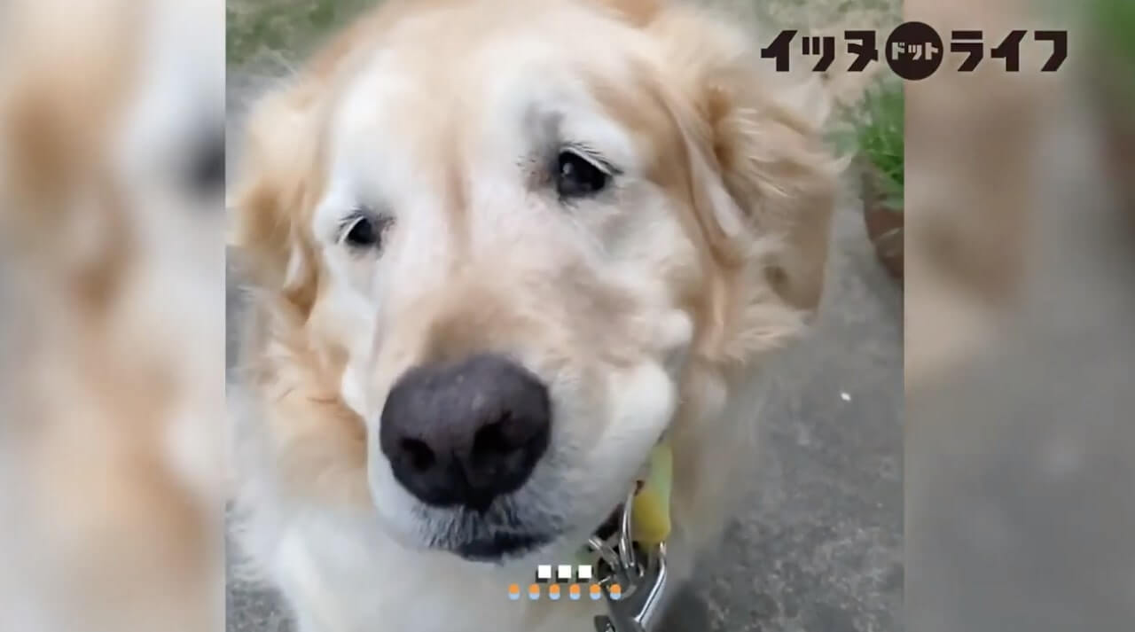 ゴールデン,動画,イッヌドットライフ