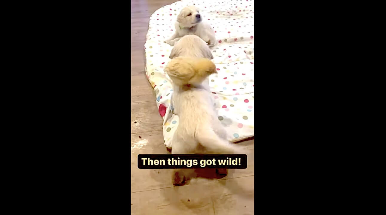 ゴールデンレトリーバー,動画