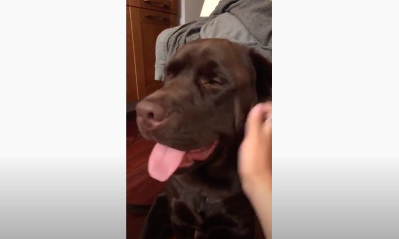 ラブラドールレトリーバー,動画