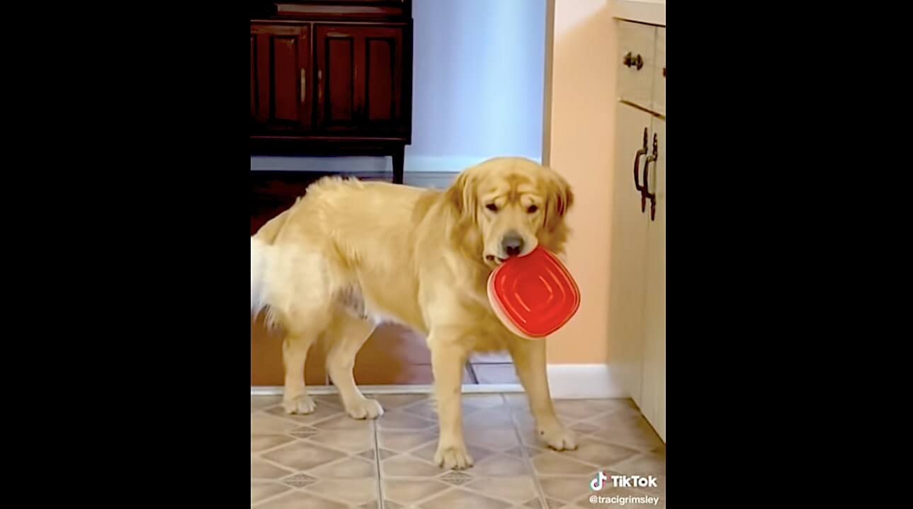 ゴールデンレトリーバー,動画