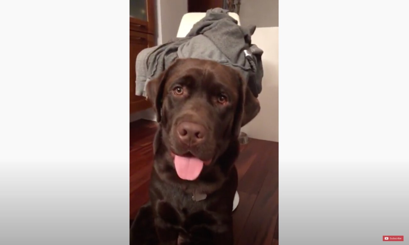 ラブラドールレトリーバー,動画