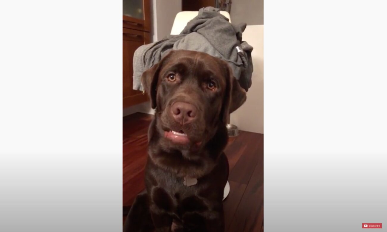 ラブラドールレトリーバー,動画