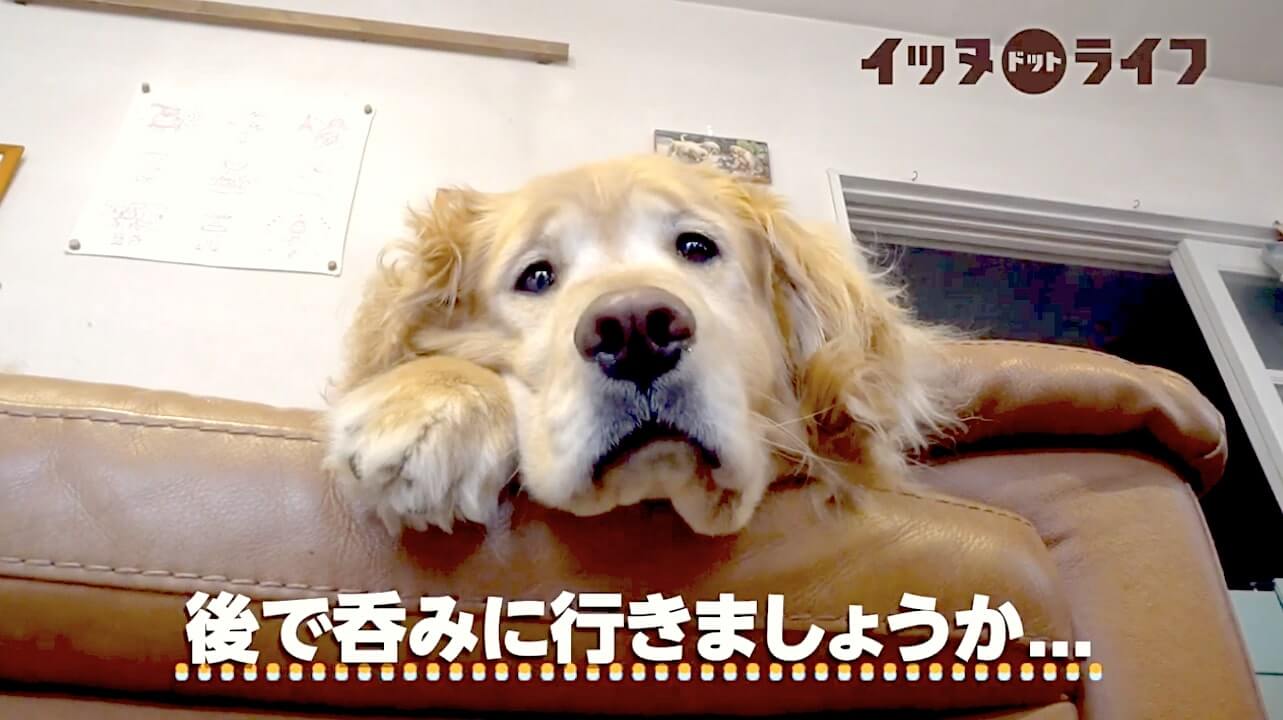 ゴールデン,動画,イッヌドットライフ