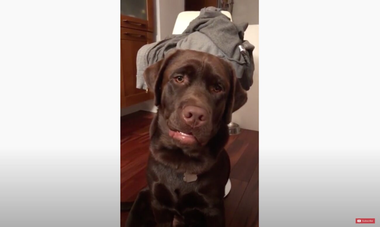 ラブラドールレトリーバー,動画