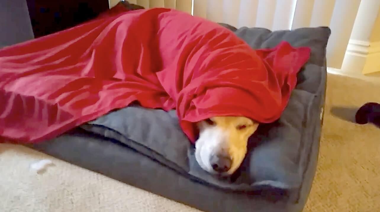 ゴールデンレトリーバー,動画