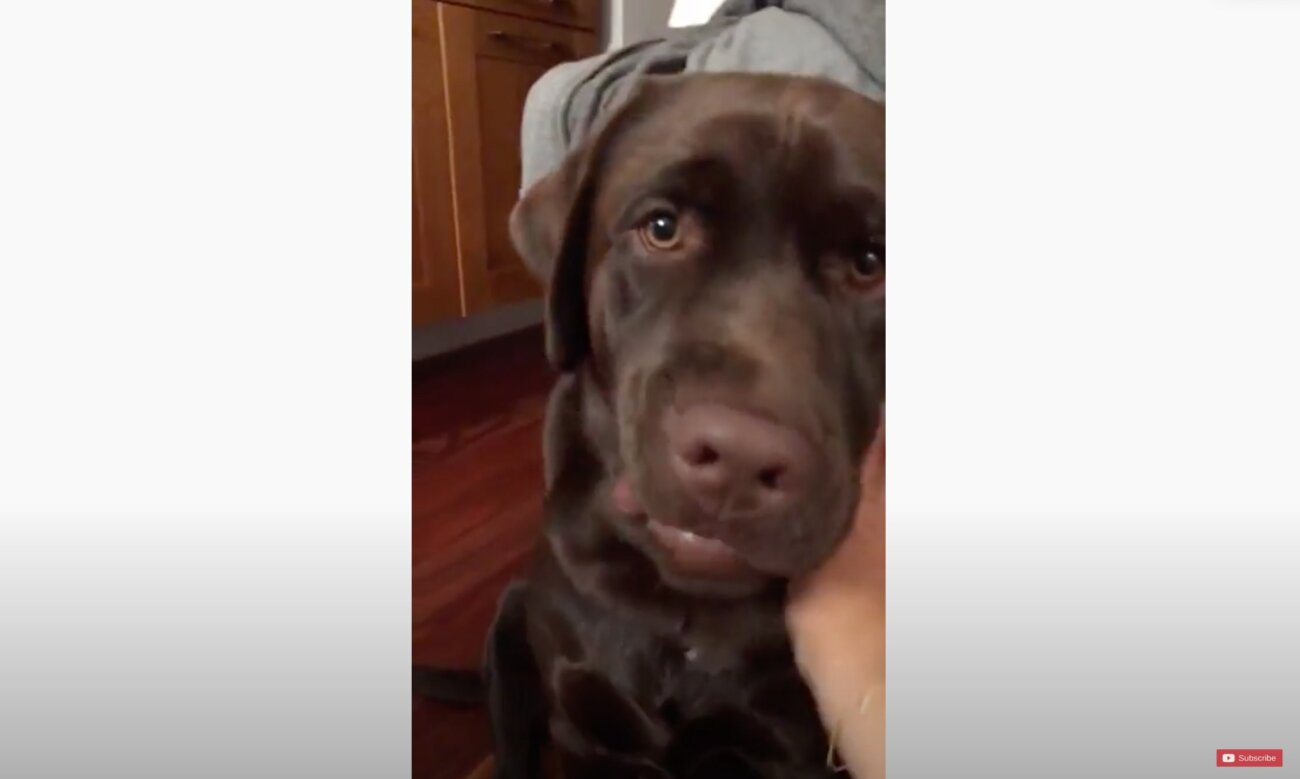 ラブラドールレトリーバー,動画