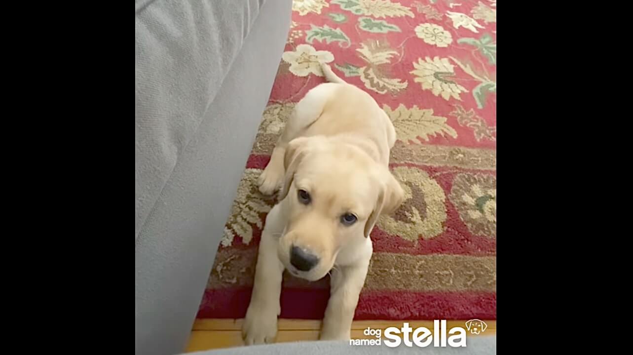 ラブラドールレトリーバー,動画