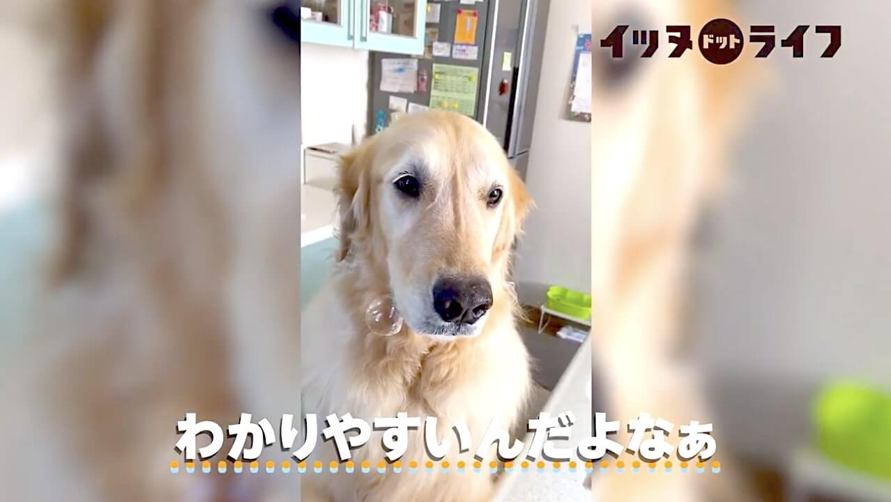 ゴールデン,動画,イッヌドットライフ