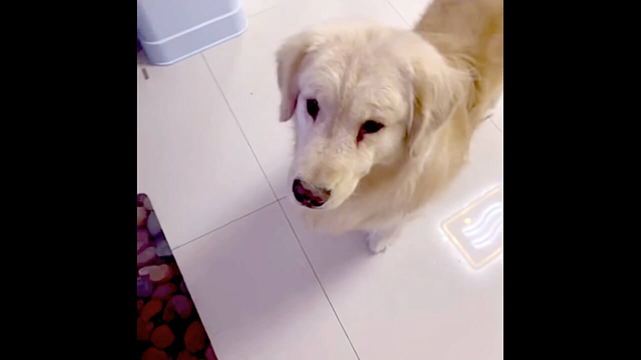 ゴールデンレトリーバー,動画