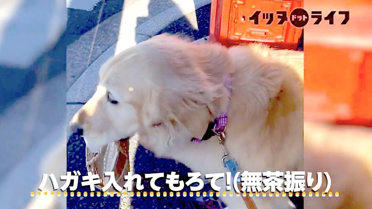 ゴールデンレトリーバー,動画,イッヌドットライフ