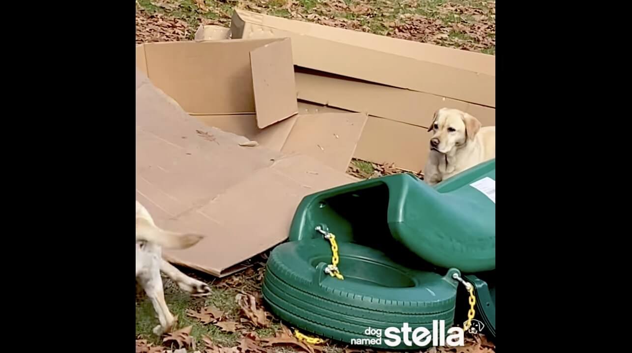 ラブラドールレトリーバー,動画