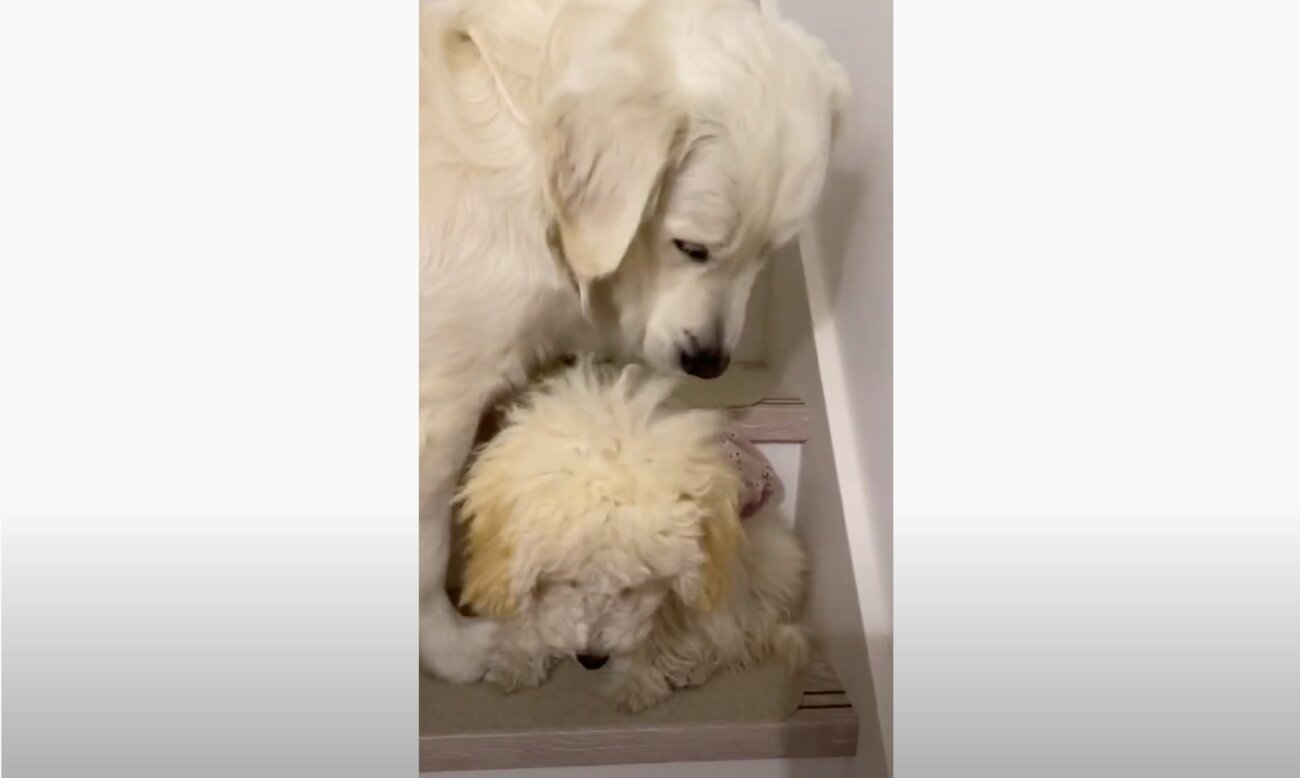 ゴールデンレトリーバー,動画