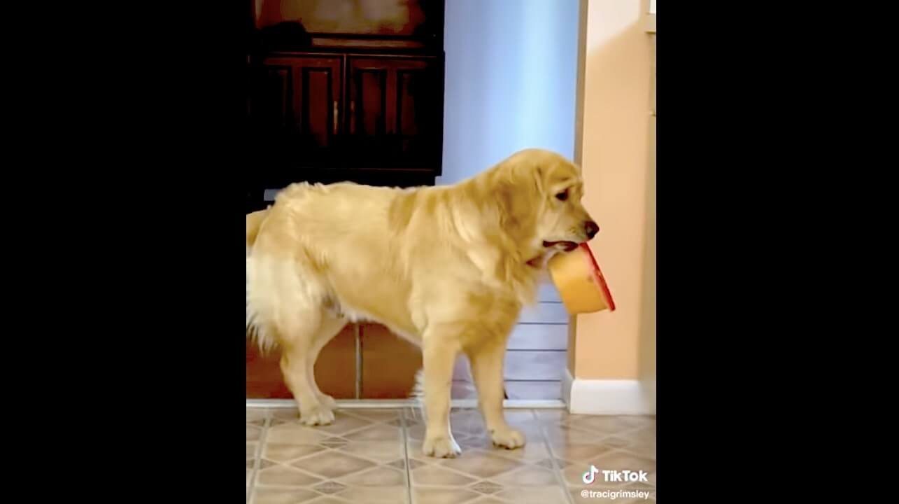 ゴールデンレトリーバー,動画