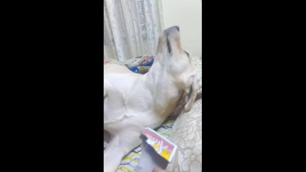 ラブラドールレトリーバー,動画