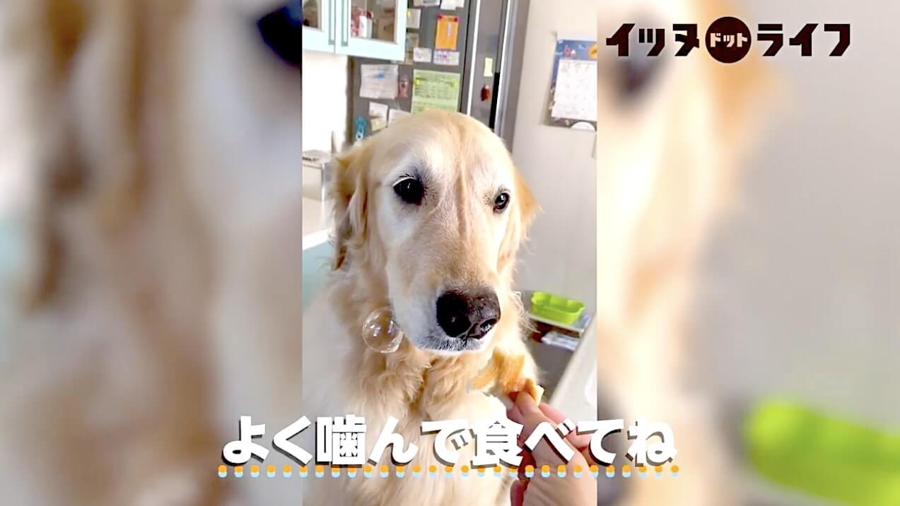 ゴールデン,動画,イッヌドットライフ