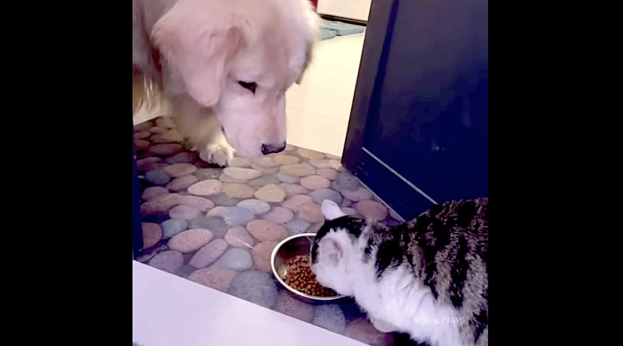 ゴールデンレトリーバー,動画