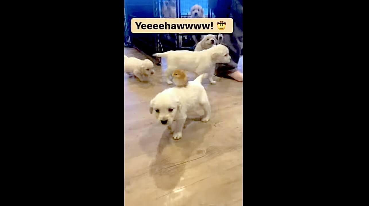 ゴールデンレトリーバー,動画