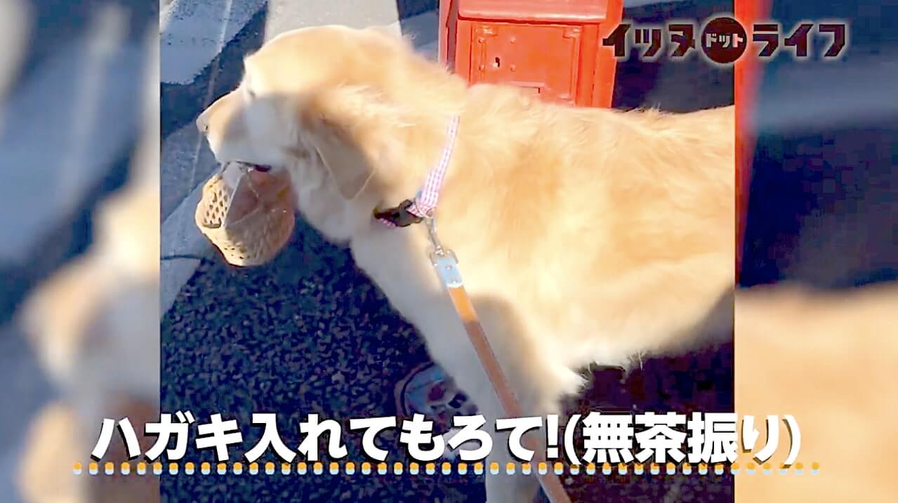 ゴールデンレトリーバー,動画,イッヌドットライフ