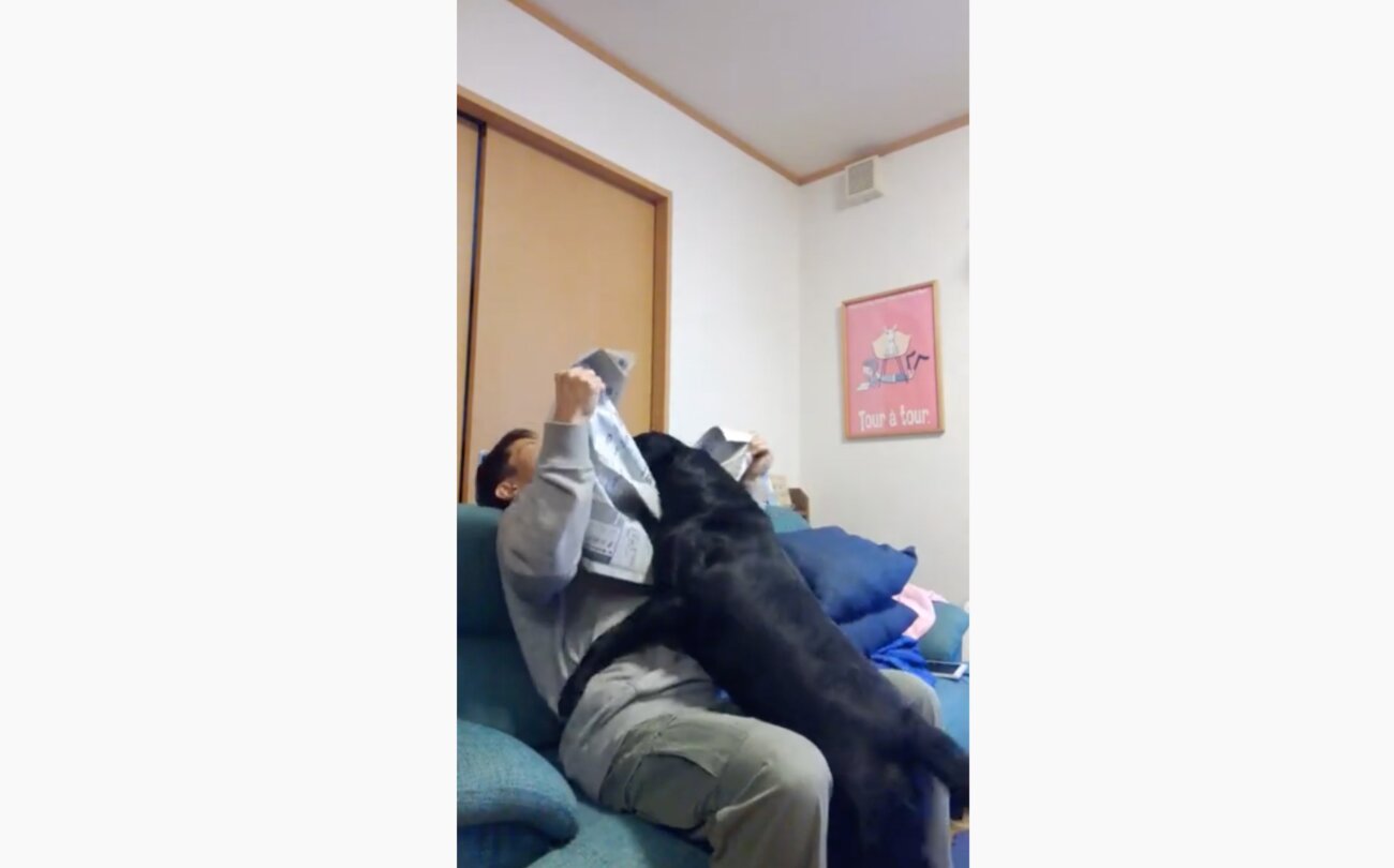 ラブラドールレトリーバー,動画