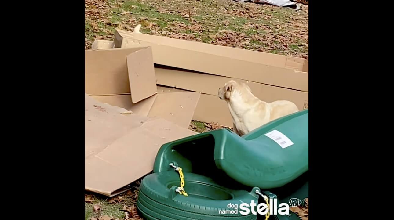 ラブラドールレトリーバー,動画