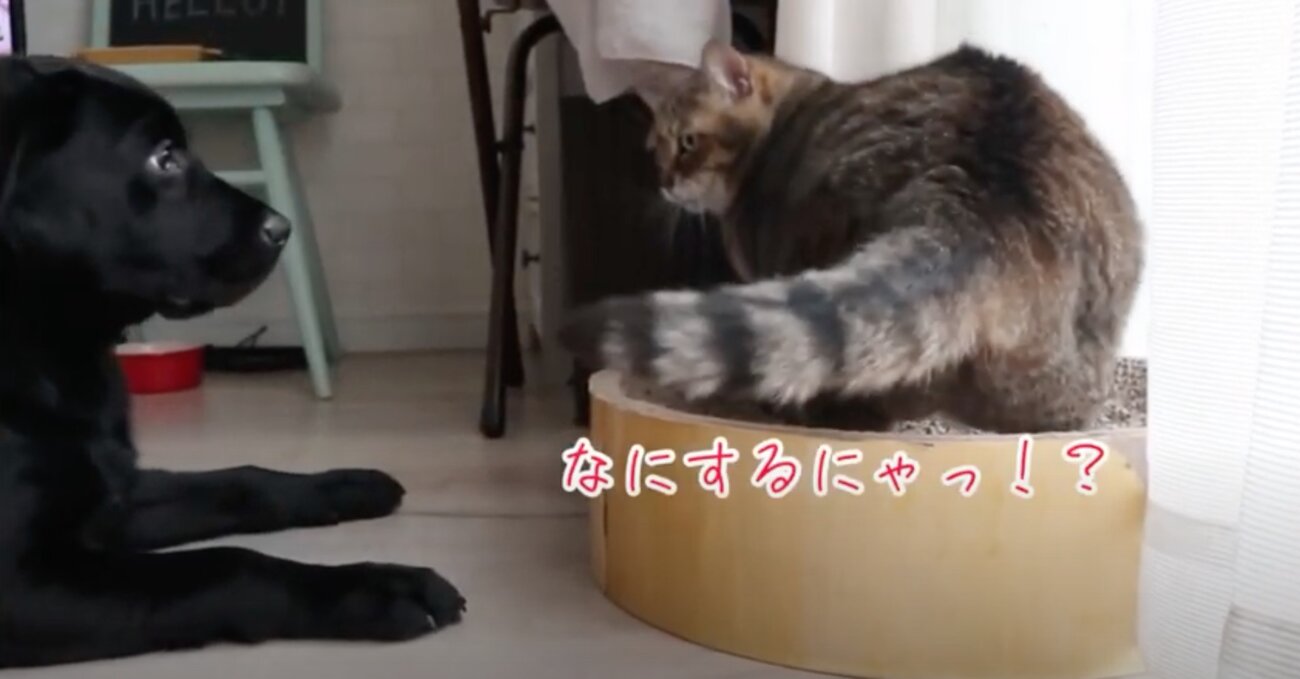 ラブラドールレトリーバー,動画