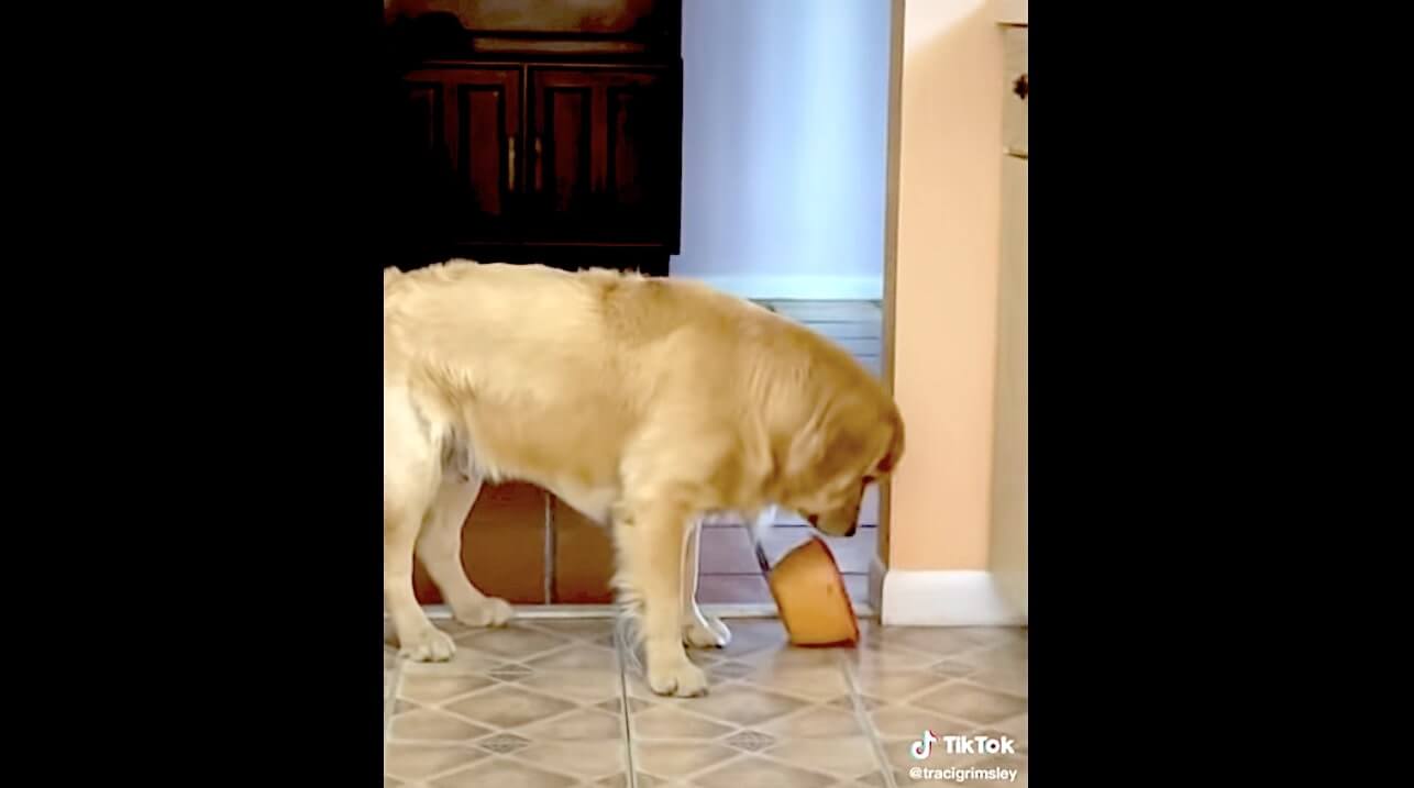 ゴールデンレトリーバー,動画