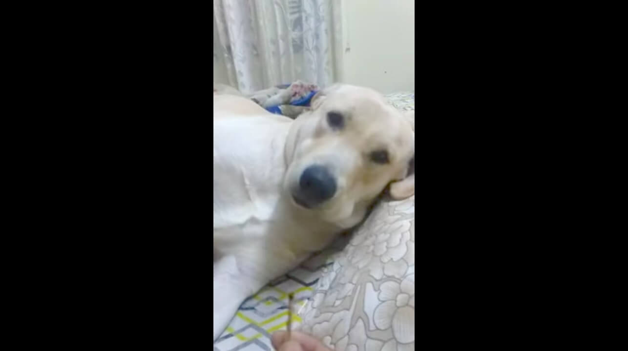 ラブラドールレトリーバー,動画