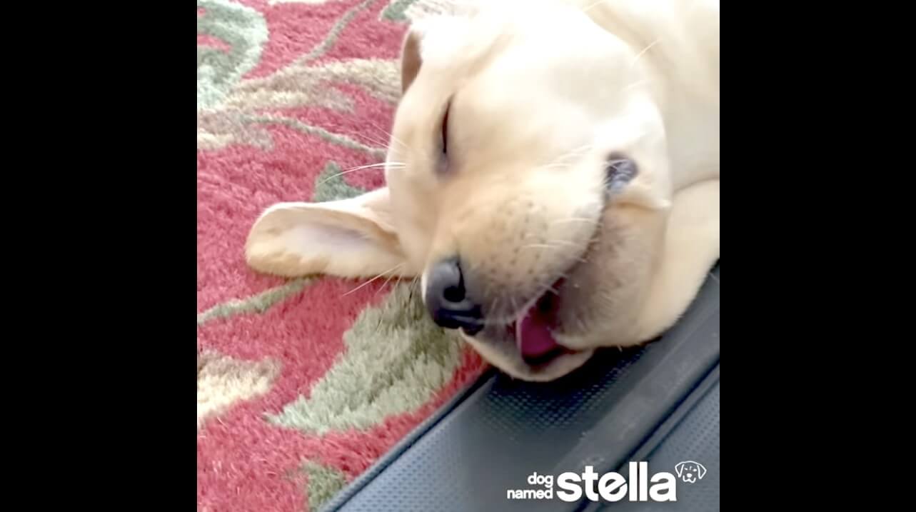 ラブラドールレトリーバー,動画