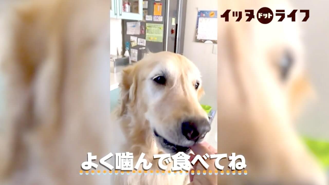 ゴールデン,動画,イッヌドットライフ