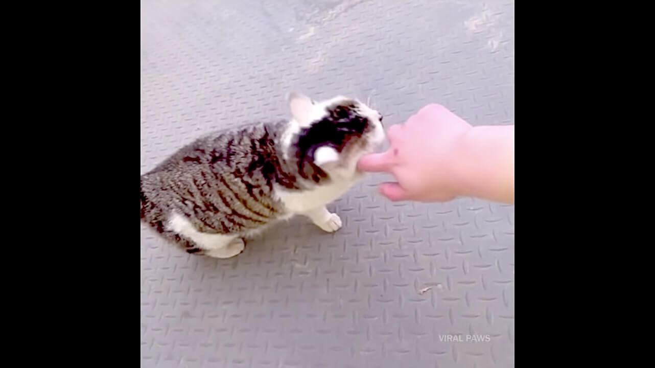 ゴールデンレトリーバー,動画