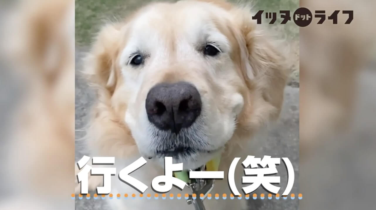 ゴールデン,動画,イッヌドットライフ