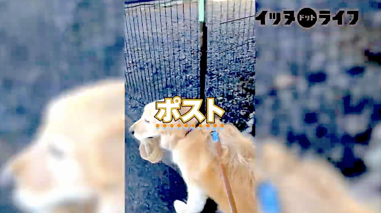 ゴールデンレトリーバー,動画,イッヌドットライフ