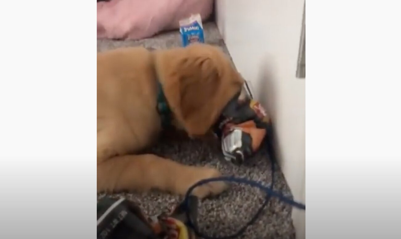 ゴールデンレトリーバー,動画