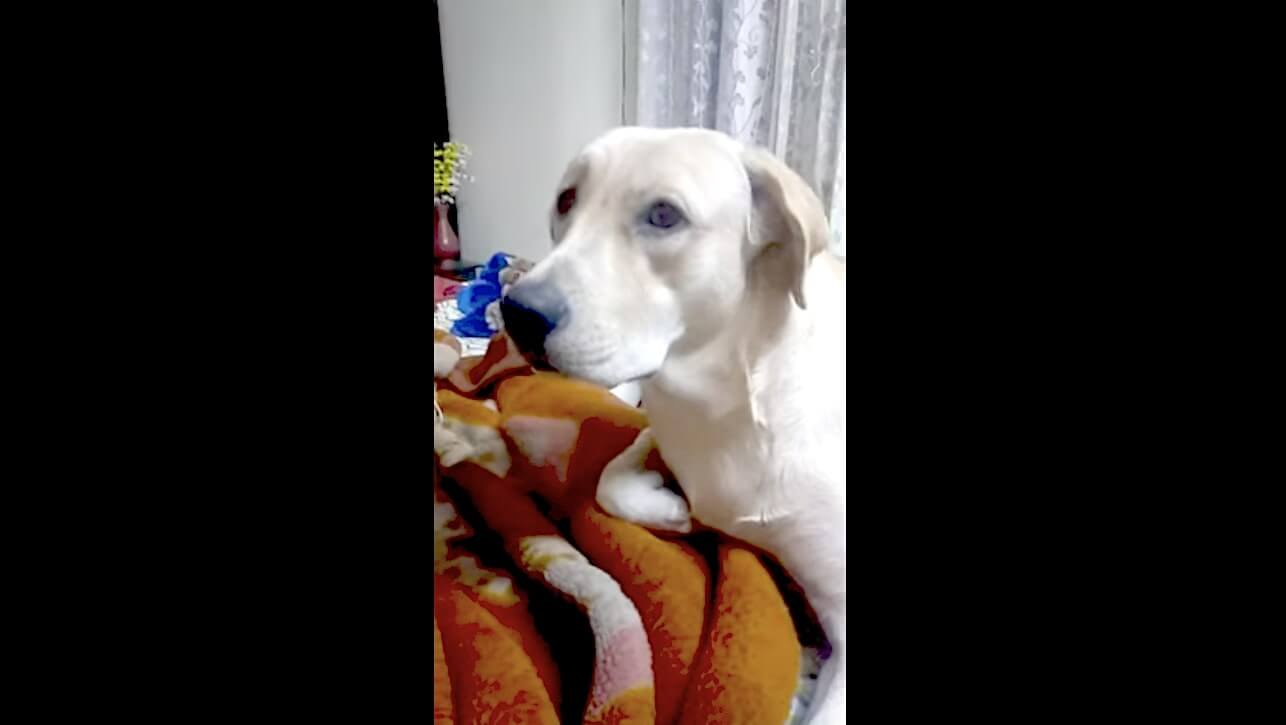 ラブラドールレトリーバー,動画