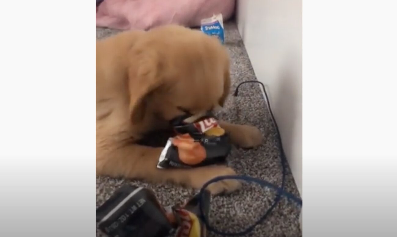 ゴールデンレトリーバー,動画