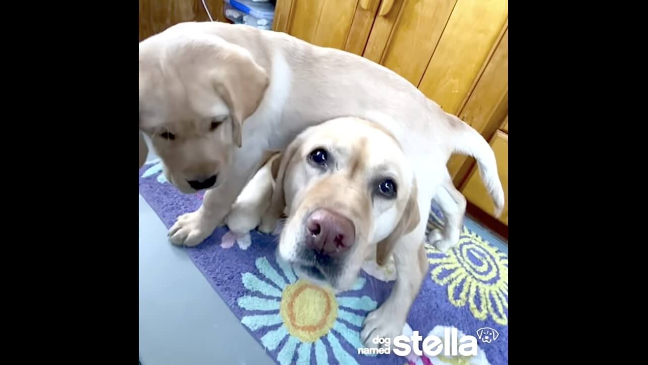 ラブラドールレトリーバー,動画