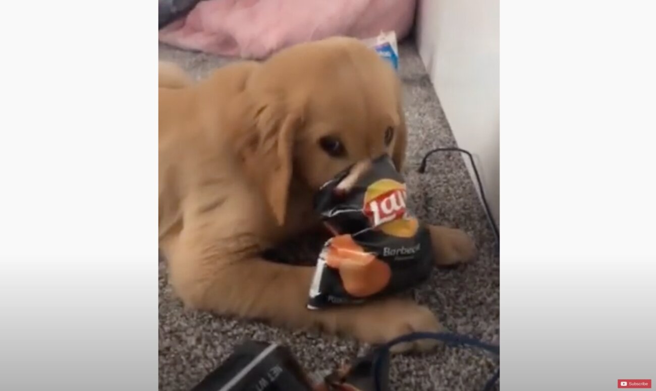 ゴールデンレトリーバー,動画