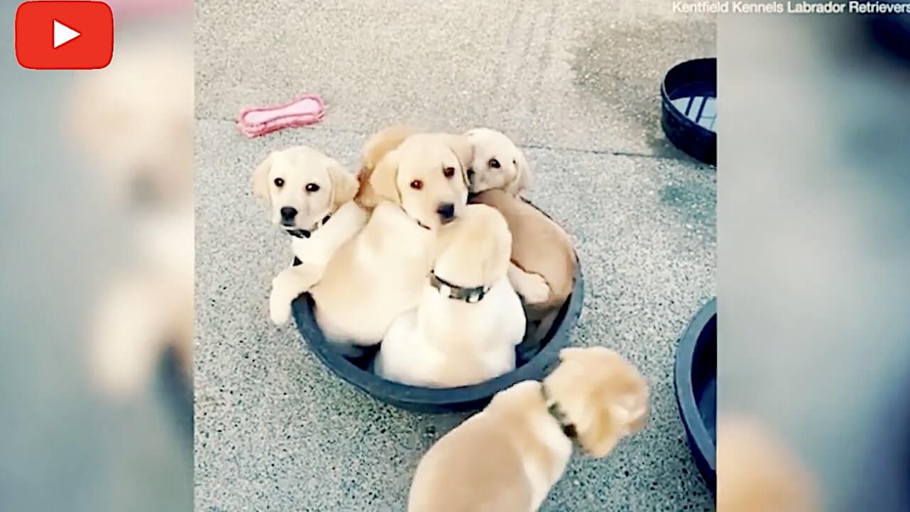 ラブラドールレトリーバー,動画