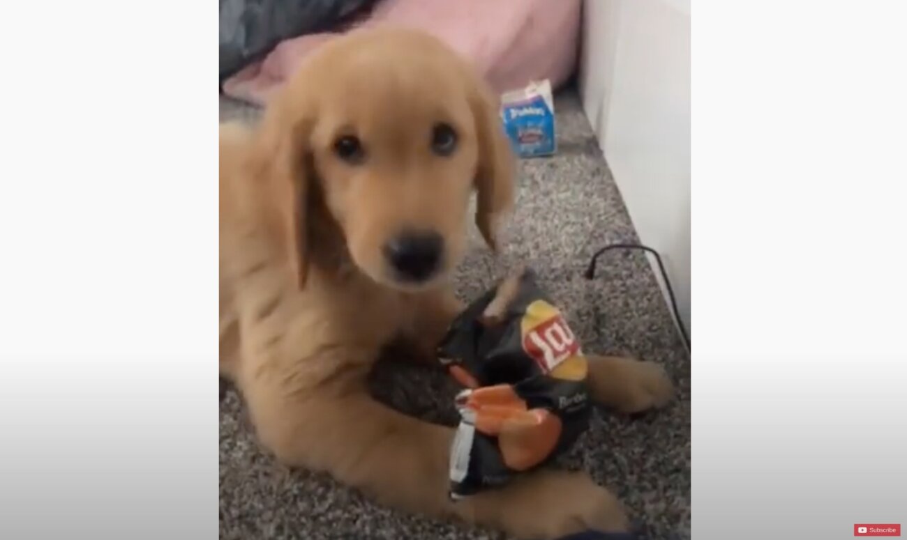 ゴールデンレトリーバー,動画