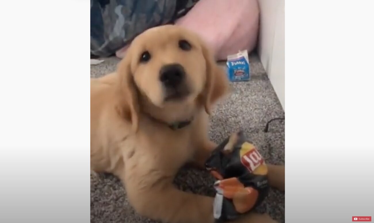 ゴールデンレトリーバー,動画