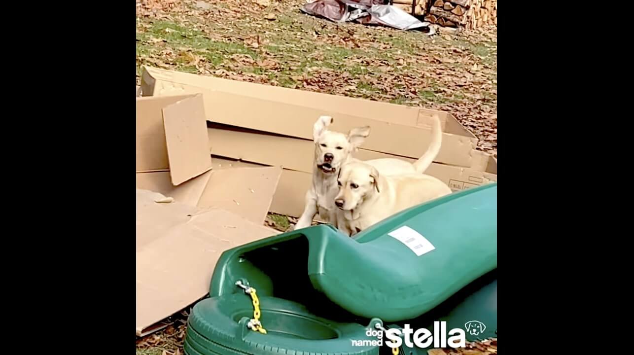 ラブラドールレトリーバー,動画