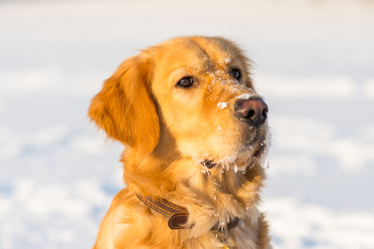 レトリーバー,レトリバー,愛玩動物飼養管理士