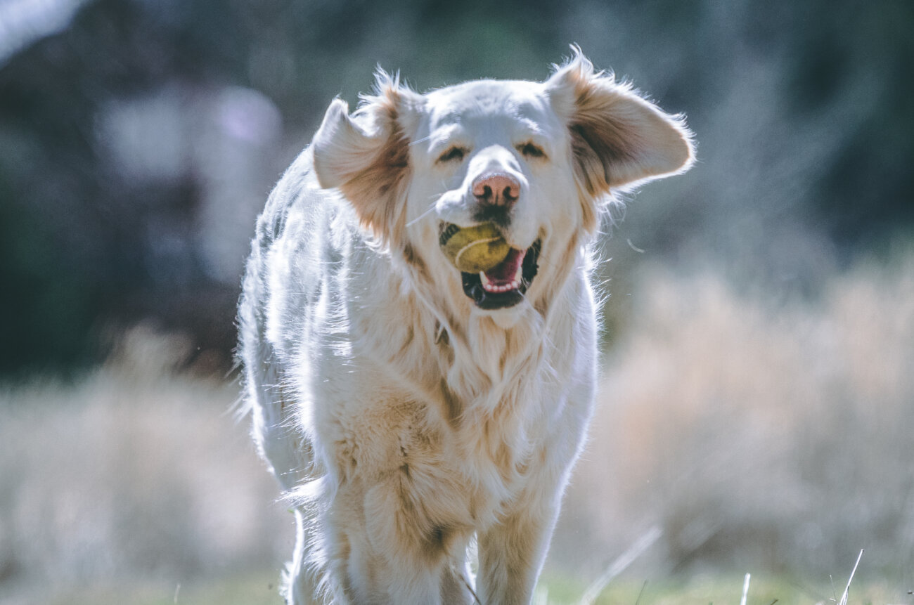 レトリーバー,レトリバー,愛玩動物飼養管理士