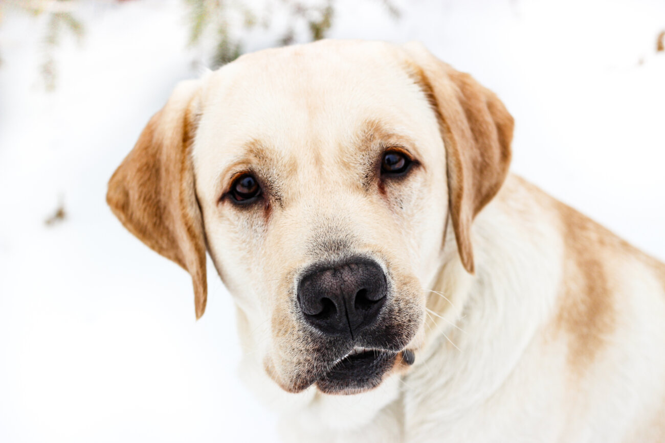 レトリーバー,レトリバー,愛玩動物飼養管理士