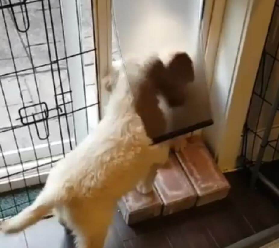 ゴールデンレトリーバー,動画