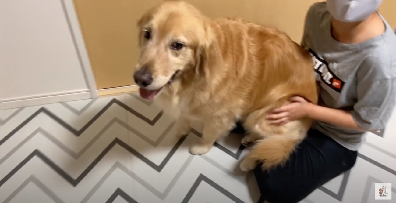 ゴールデンレトリーバー,動画