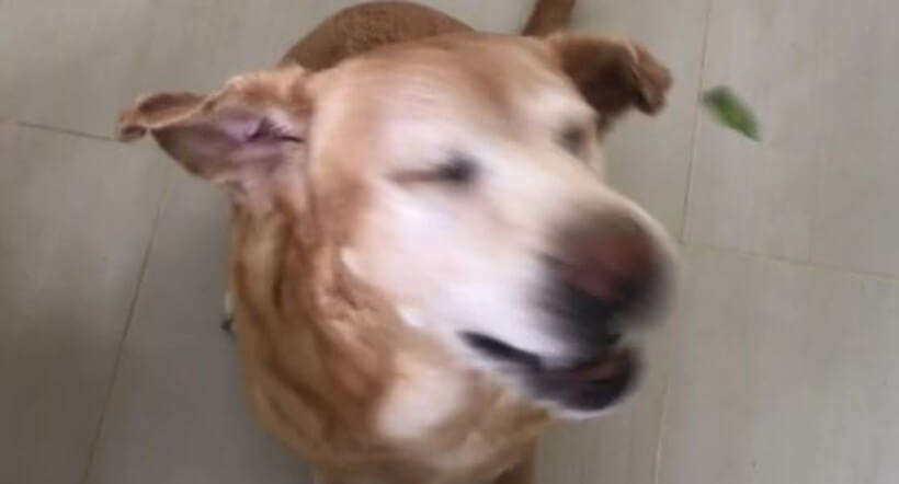 ラブラドールレトリーバー,動画