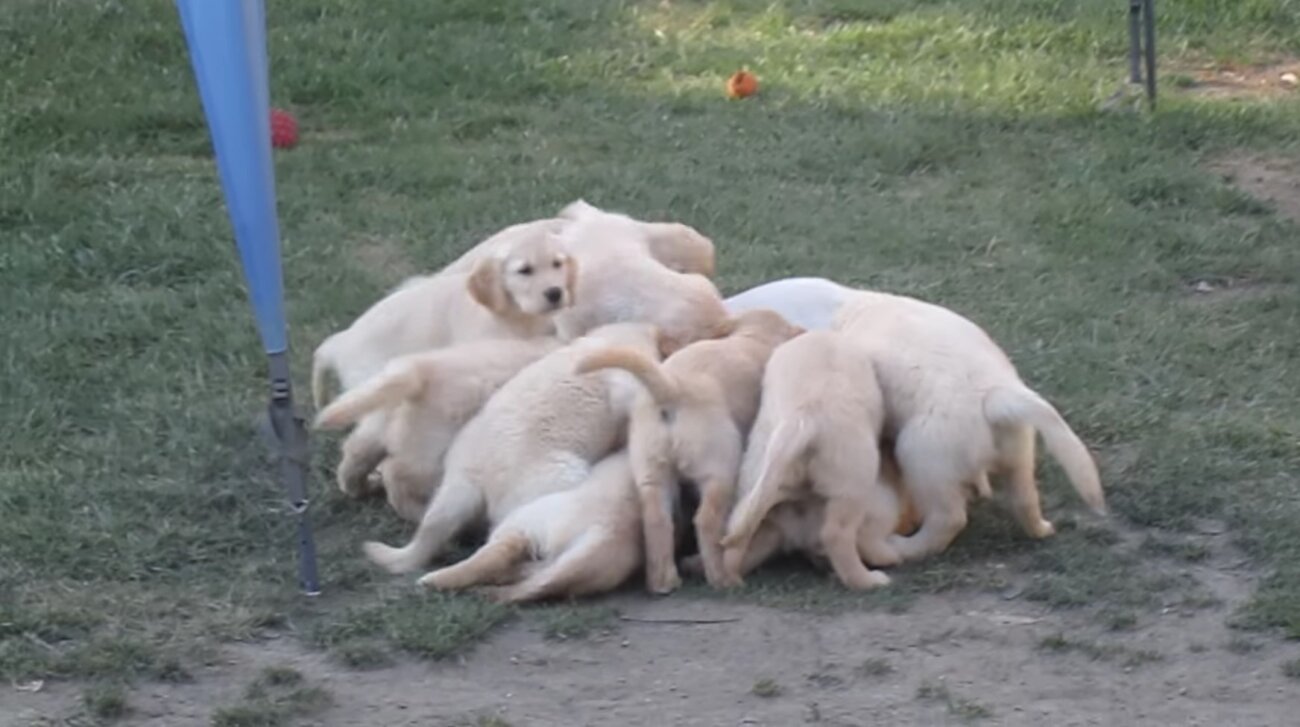 ゴールデンレトリーバー,動画