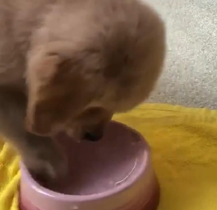 ゴールデンレトリーバー,動画